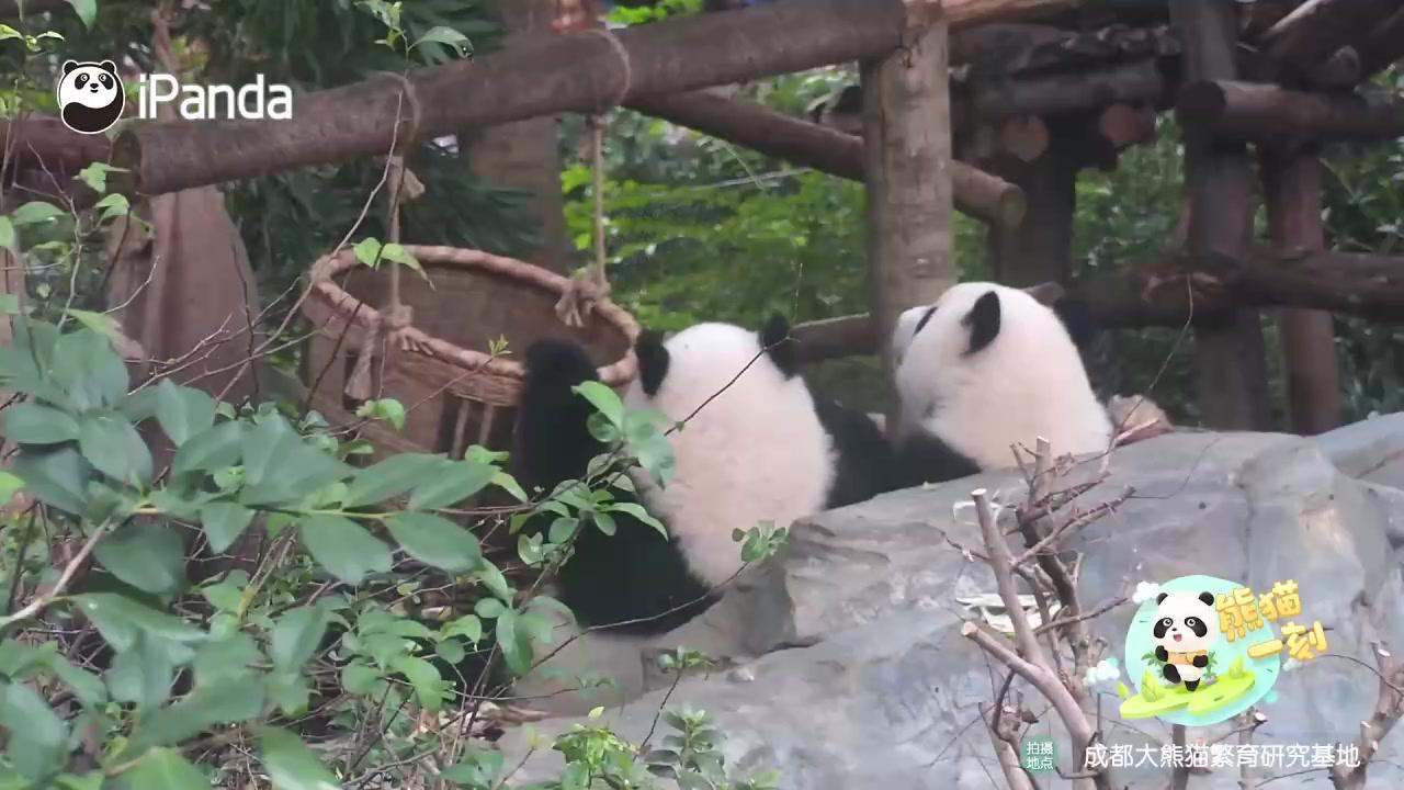 必看盘点揭秘!熊猫麻将有没有挂”-太坑了原来有挂
